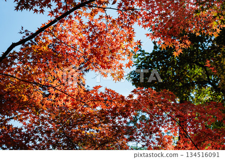 Autumn leaves of beautiful orange Japanese maple 134516091