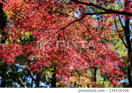 Beautiful bright red autumn leaves of Japanese maples Beautiful bright red autumn leaves of Japanese maples 134516106