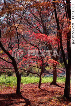 日本楓樹美麗的鮮紅色秋葉 134516111