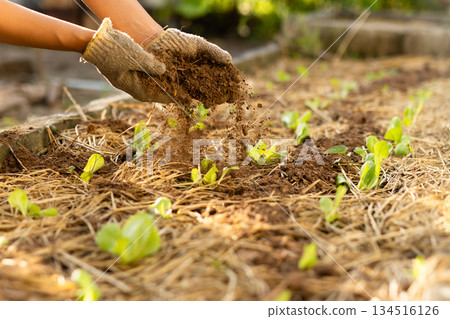 Farmers apply organic compost to lettuce seedlings. Growth promotion and organic cultivation. Farmers apply organic compost to lettuce seedlings. Growth promotion and organic cultivation. 134516126