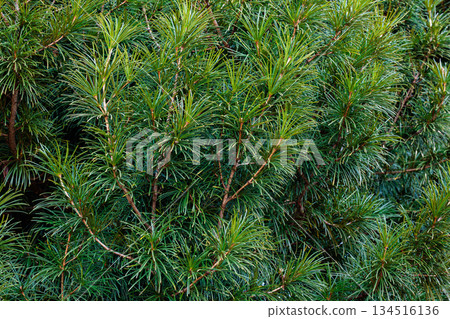 森林公園裡日本柳杉的秋葉 森林公園裡日本柳杉的秋葉 134516136