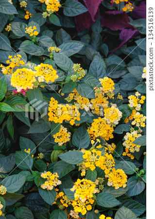 Lantana flowers blooming in abundance in the garden Lantana flowers blooming in abundance in the garden 134516139