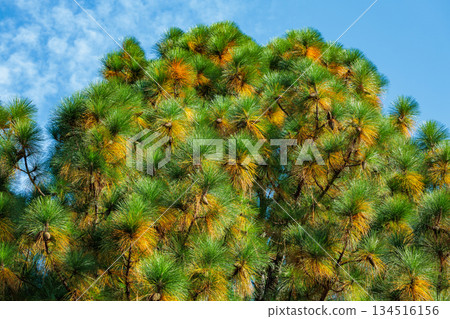 Longleaf pine growing in an autumn forest 134516156