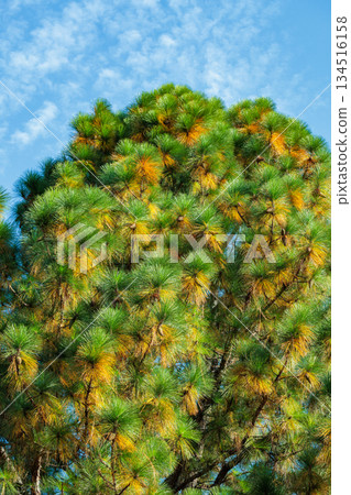 Longleaf pine growing in an autumn forest Longleaf pine growing in an autumn forest 134516158