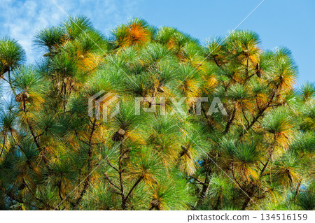 Longleaf pine growing in an autumn forest Longleaf pine growing in an autumn forest 134516159