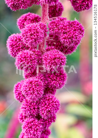 Close-up of a lily of the valley flower blooming in an autumn garden Close-up of a lily of the valley flower blooming in an autumn garden 134516178
