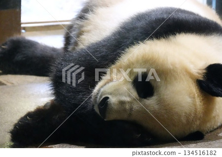 Panda lying down Panda lying down 134516182