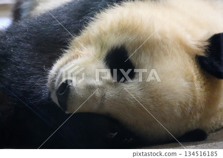 熊貓躺著 134516185