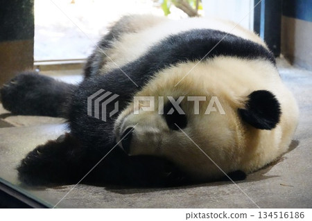 熊貓躺著 134516186