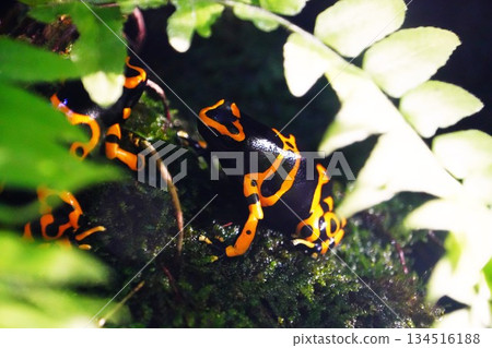 有毒的彩色青蛙 134516188