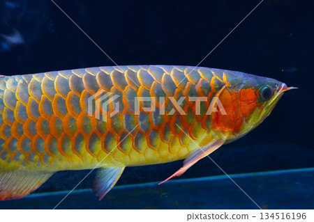 金龍魚 金龍魚 134516196