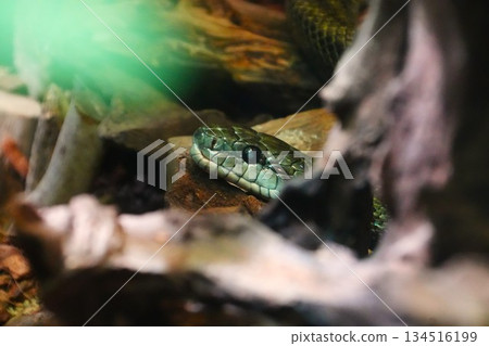 蛇探出頭來 134516199