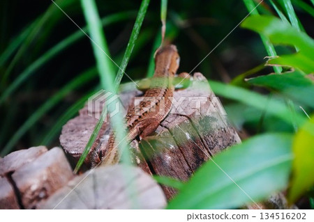 A lizard 134516202