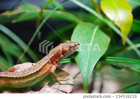 一隻蜥蜴 134516210