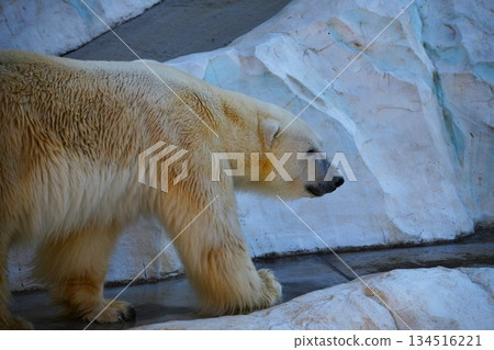 Polar bear Polar bear 134516221