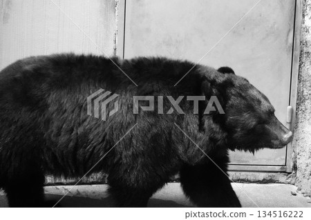 Asian black bears Asian black bears 134516222