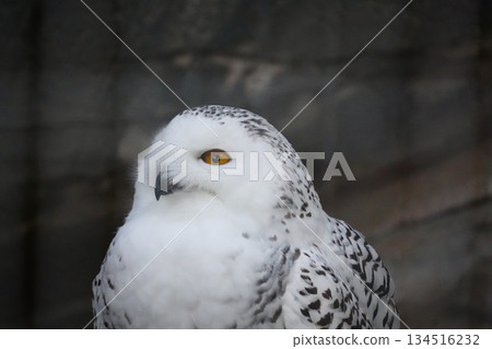 owl's sharp gaze owl's sharp gaze 134516232