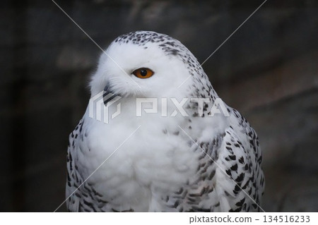owl's sharp gaze 134516233