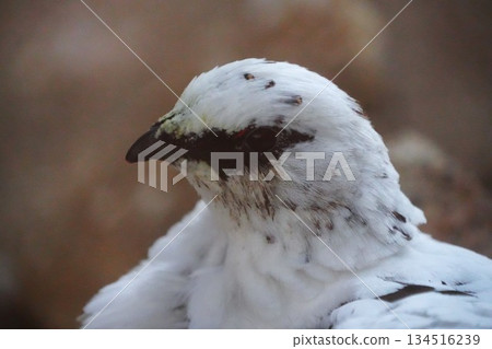 Ptarmigan 134516239