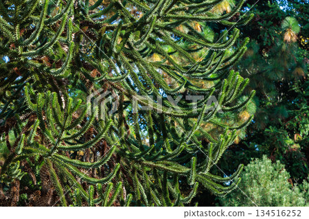 A chili pine branch with many thorns 134516252