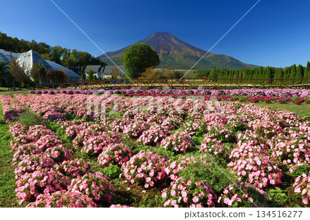 富士山上的矮牽牛花盛開 富士山上的矮牽牛花盛開 134516277