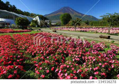 富士山上的矮牽牛花盛開 134516278