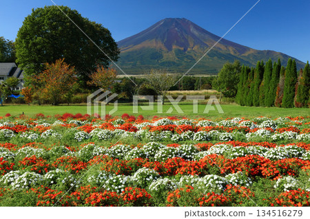富士山上的矮牽牛花盛開 富士山上的矮牽牛花盛開 134516279