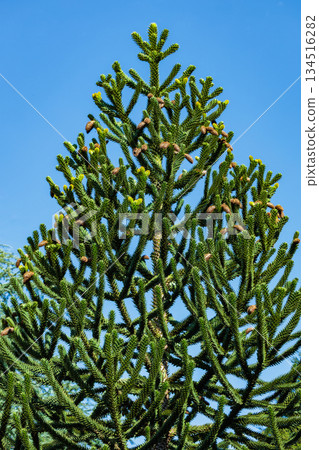 Chilean pine tree in autumn 134516282