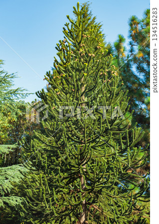 秋季的智利松樹 134516283