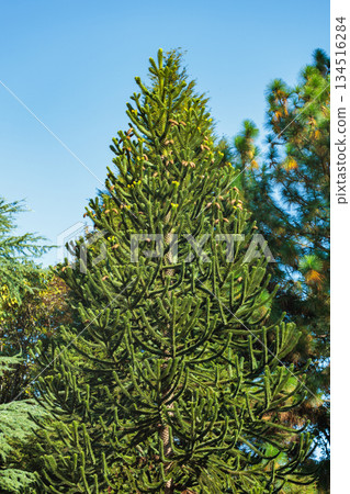 Chilean pine tree in autumn 134516284