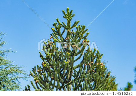 Chilean pine tree in autumn Chilean pine tree in autumn 134516285