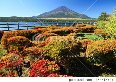富士山與盛開的吊鐘花 富士山與盛開的吊鐘花 134516323