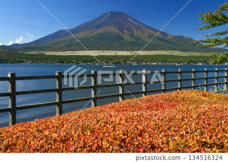 富士山與盛開的吊鐘花 134516324
