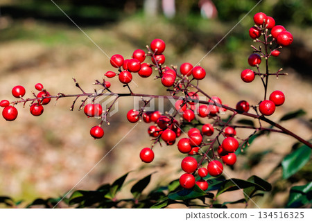 冬季花園裡成熟的紅色南天竹漿果 冬季花園裡成熟的紅色南天竹漿果 134516325