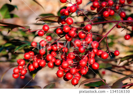 Ripe red nandina berries in the winter garden 134516330