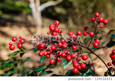 冬季花園裡成熟的紅色南天竹漿果 134516331