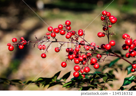 Ripe red nandina berries in the winter garden 134516332