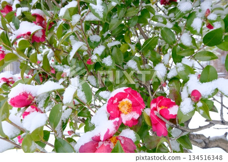 雪覆蓋的山茶花 134516348