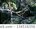 Green Tree Branch with Fresh Leaves in Natural Sunlight 134516356