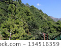 Green Hillside Forest with Pine Trees and Power Lines 134516359