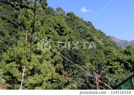 Green Hillside Forest with Pine Trees and Power Lines 134516359