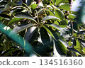 Close Up of Green Tree Leaves in Natural Sunlight 134516360