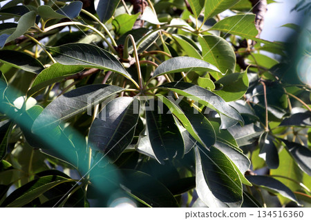 Close Up of Green Tree Leaves in Natural Sunlight 134516360