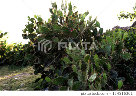 Wild Cactus Plant Growing in Natural Outdoor Environment Wild Cactus Plant Growing in Natural Outdoor Environment 134516361