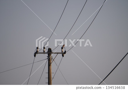 Bird perched on a telegraph pole 134516638