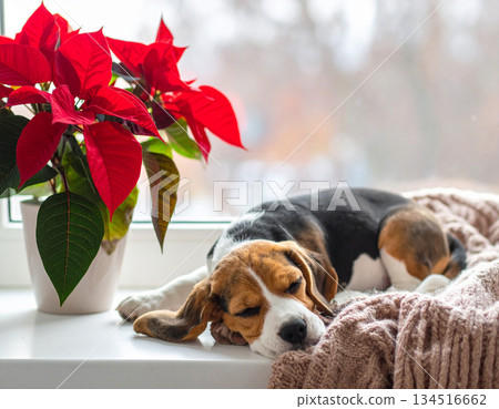 比格犬在冬日暖陽下打盹兒 134516662