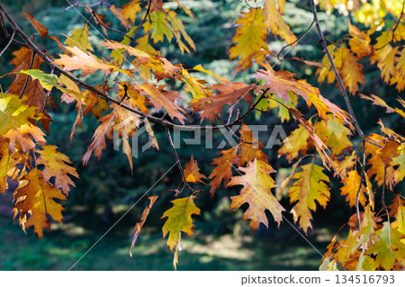 Autumnal landscape of forest oak leaves Autumnal landscape of forest oak leaves 134516793