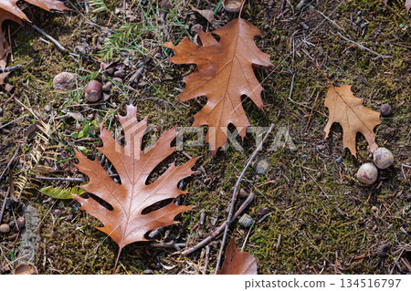 Autumnal landscape of forest oak leaves Autumnal landscape of forest oak leaves 134516797