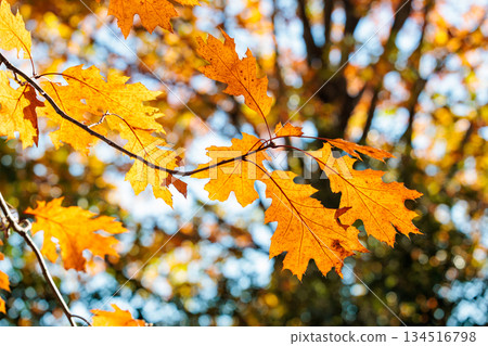Autumnal landscape of forest oak leaves Autumnal landscape of forest oak leaves 134516798