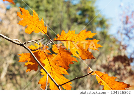 秋日森林橡樹葉的景色 秋日森林橡樹葉的景色 134516802